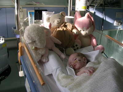 Teddies